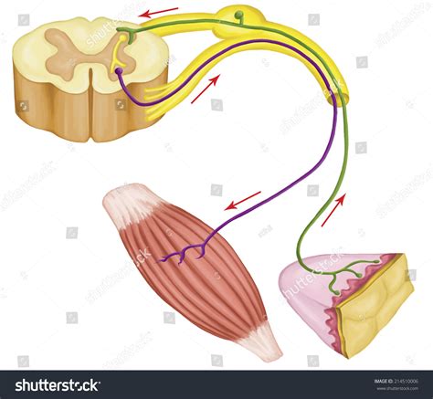 Somatic Motor Reflex Somatic Nervous System Stock Illustration 214510006 - Shutterstock