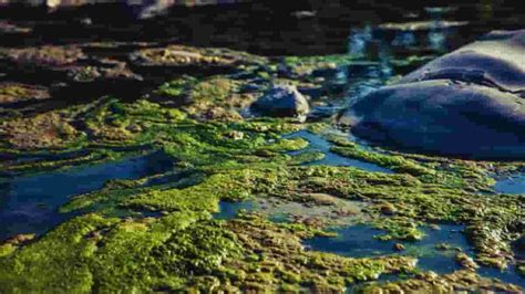 What Is the Cause of Eutrophication