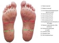 Anatomy of the plantar foot | MyFootShop.com