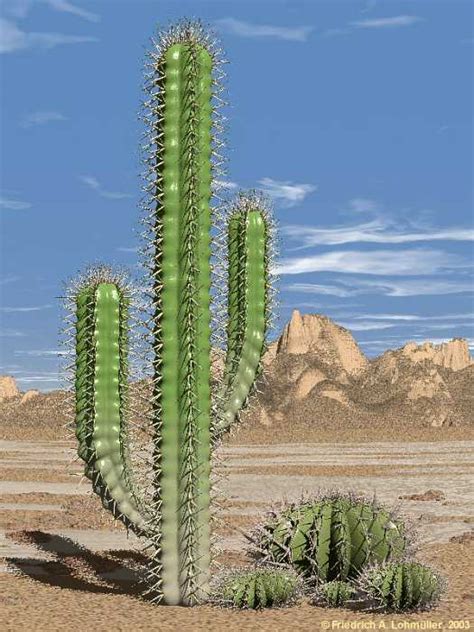 Cacti in the Desert - Raytracing Gallery Friedrich A. Lohmueller