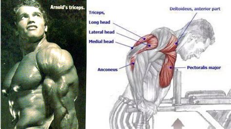 Arnold Schwarzenegger Triceps Workout