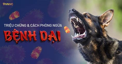 Tất tần tật về tiêm phòng chó dại cắn có ảnh hưởng gì không cho bạn và người thân của bạn