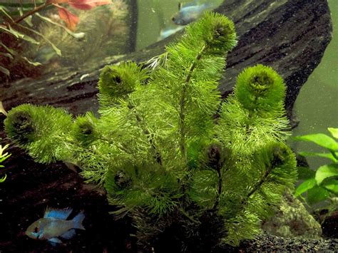 8 Best Floating Aquarium Plants For Beginners » Learn More