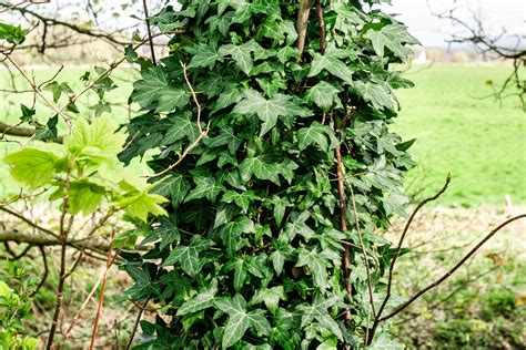 English Ivy: Plant Care & Growing Guide