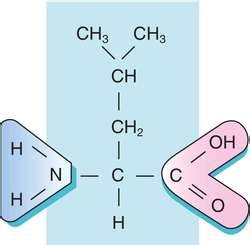 DL-leucine | definition of DL-leucine by Medical dictionary