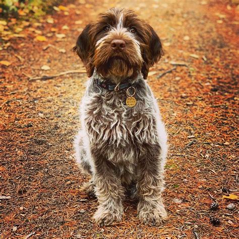 14 Things To Know About Wirehaired Pointing Griffons | PetPress