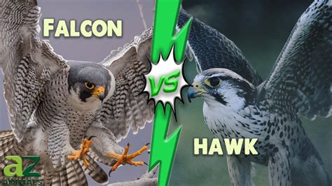 Falcon vs Hawk: The 8 Main Differences Explained - YouTube