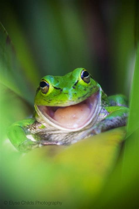 Laughing Frog | Frog, Cute frogs, Funny frogs