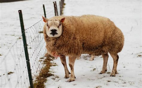 These Are the 12 Sickest Sheep Breeds in the World (According to This Author) - Modern Farmer