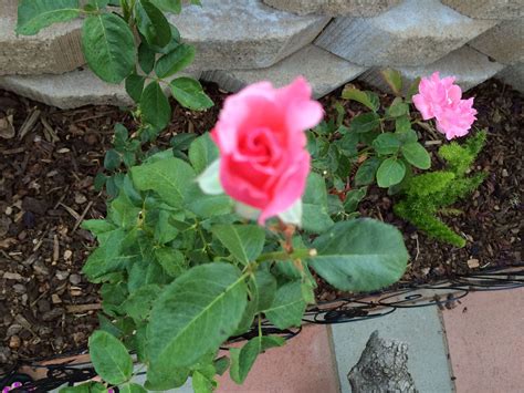 Queen Elizabeth Hybrid Tea Rose~Dianna Lopez~ Brown Thumb, Hybrid Tea Roses, Growing Roses, Grow ...