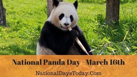 National Panda Day 2023- Things Everyone Should Know