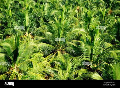 Coconut plantation kerala hi-res stock photography and images - Alamy