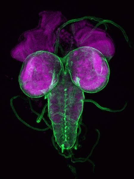 drosophila brain scan | UCR News | UC Riverside