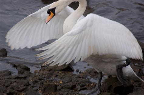 swan spreading wings 2 by LubelleCreativeSpark on DeviantArt