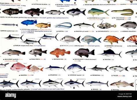 A sign displays some of the fish that can be caught off the the Australian coast Stock Photo - Alamy