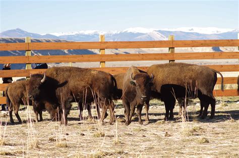 Bison return to Wind River Reservation - The Wildlife Society