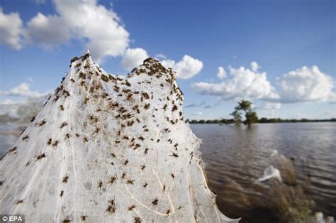 Australia floods: Spiders cover fields in cobwebs as they flee rising water | Daily Mail Online