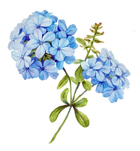 Découvrir 48 kuva flor azul turquesa natural - Thptnganamst.edu.vn