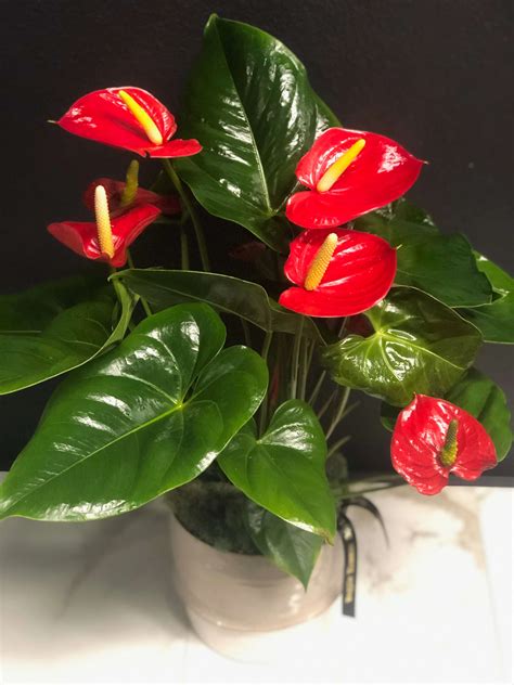 Blooming Anthurium Plant in Austin, TX | Magpie Blossom Boutique