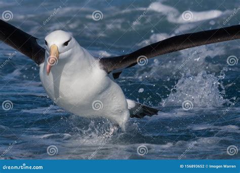 Albatross, Animals, Australasia, Australia, Australian Birds, Sydney ...