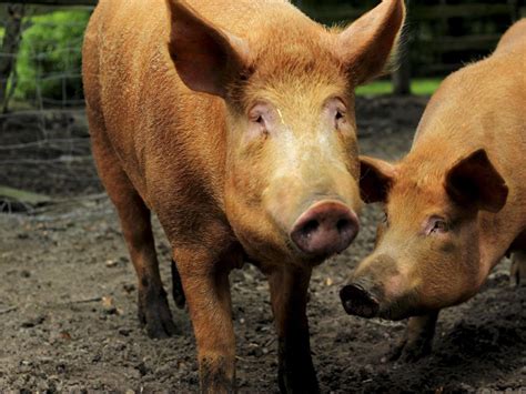 These 8 Local Farms Are Preserving Rare Heritage Hog Breeds | Features | feastmagazine.com