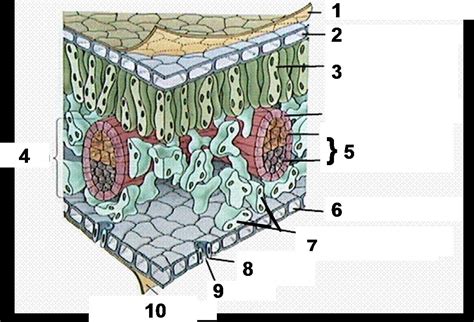 Diagram Of A Leaf Cross Section