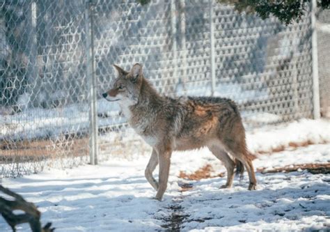 Wild Spirit Wolf Sanctuary on LinkedIn: Our coyote Maine is celebrating ...