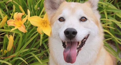 Shiba Inu Mix: What Mixes Are There for This Ancient Breed?