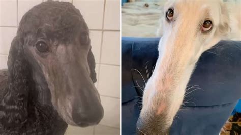 What is the ‘let me do it for you’ meme? Long nosed Borzoi dog goes viral - Dexerto