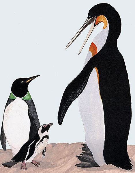 publicfigure: EXTINCT GIANT PENGUINS