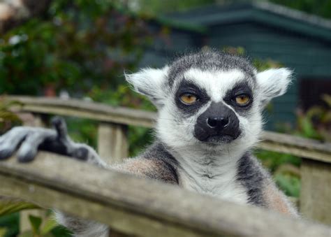 Grumpy Faced Lemur Celebrates 29th Birthday - Oldest Of His Breed! | Lemur, Animals, Funny animals