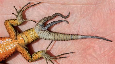 Lizards with multiple tails are more common than anyone knew | Live Science