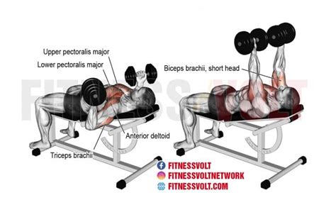 Incline Reverse-Grip Dumbbell Bench Press (Chest) – Fitness Volt