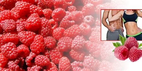 Raspberry Ketone Pure Explained – Raspberry Ketone