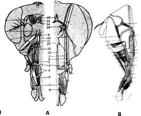 Figure 1 from The cell lineage of the muscles of the Drosophila head ...