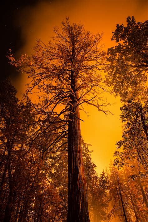Wildfire Free Stock Photo - Public Domain Pictures