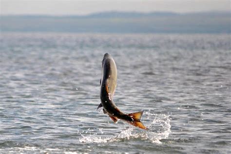 Salmon Shorts: Incredible Fish Their Struggle and How We Can Help