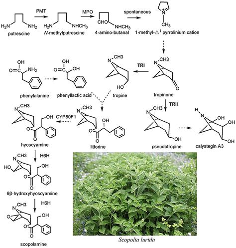 Frontiers | Enhancing Tropane Alkaloid Production Based on the Functional Identification of ...