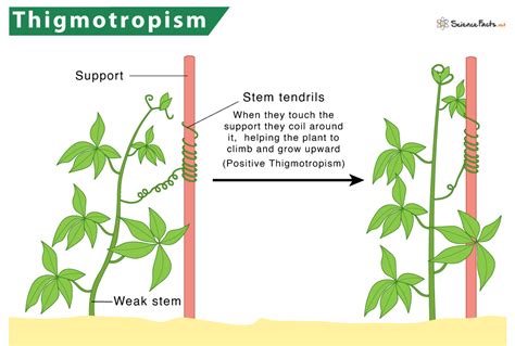 Thigmotropism in Plants – Definition & Meaning with Examples