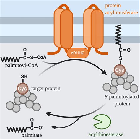 Frontiers | Examining the Underappreciated Role of S-Acylated Proteins as Critical Regulators of ...