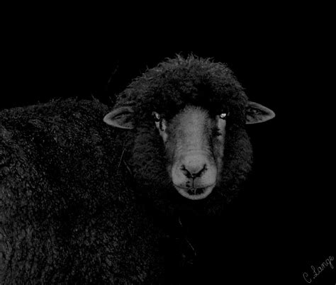 Black Sheep | ubicaciondepersonas.cdmx.gob.mx