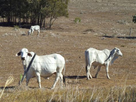 30+ Brahman Cattle Australia Queensland Cow Stock Photos, Pictures ...