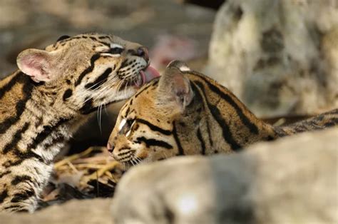 ᐈ Ocelots stock images, Royalty Free ocelots photos | download on Depositphotos®