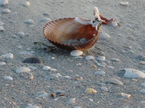 sweet whisper dreams: seashell mollusks 101