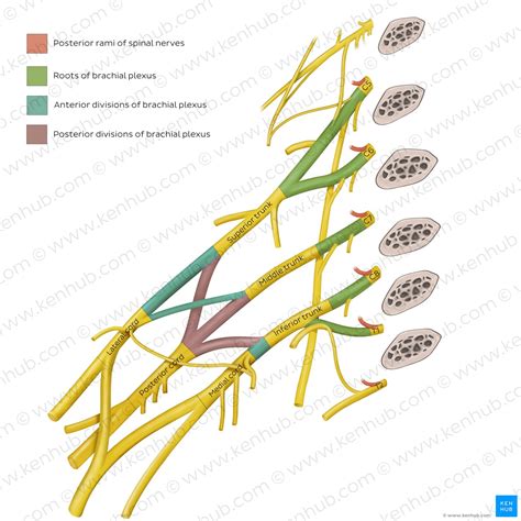 Brachial plexus: Anatomy, branches and mnemonics | Kenhub