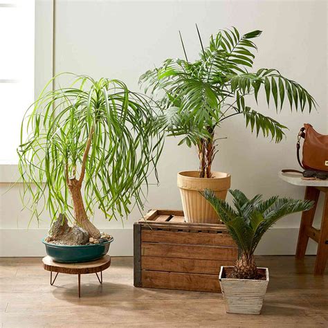 Indoor Plants for Low Light | Better Homes & Gardens