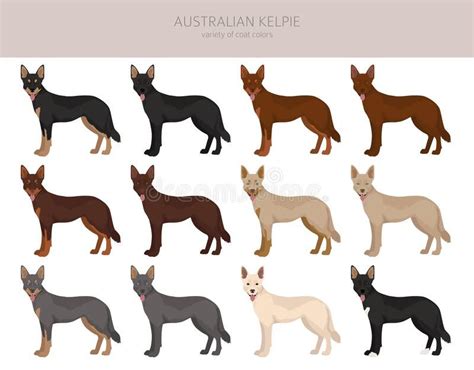 Australian kelpie all colours clipart. Different coat colors and poses ...