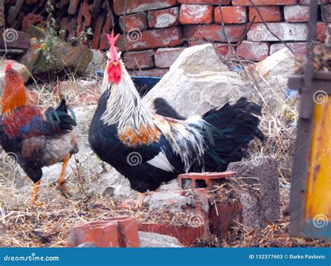 Rooster in a farm stock image. Image of sunrise, beautiful - 132377603