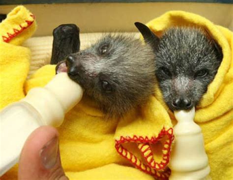 Blankets and Baby Bats (21 pics) - Izismile.com