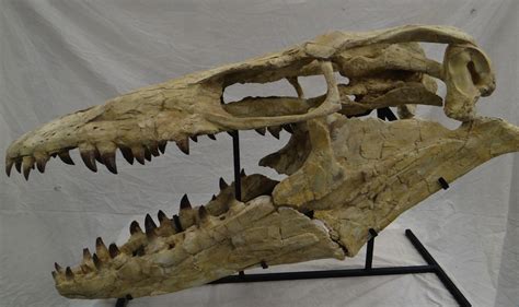 Prognathodon Skull 3 - Members Gallery - The Fossil Forum